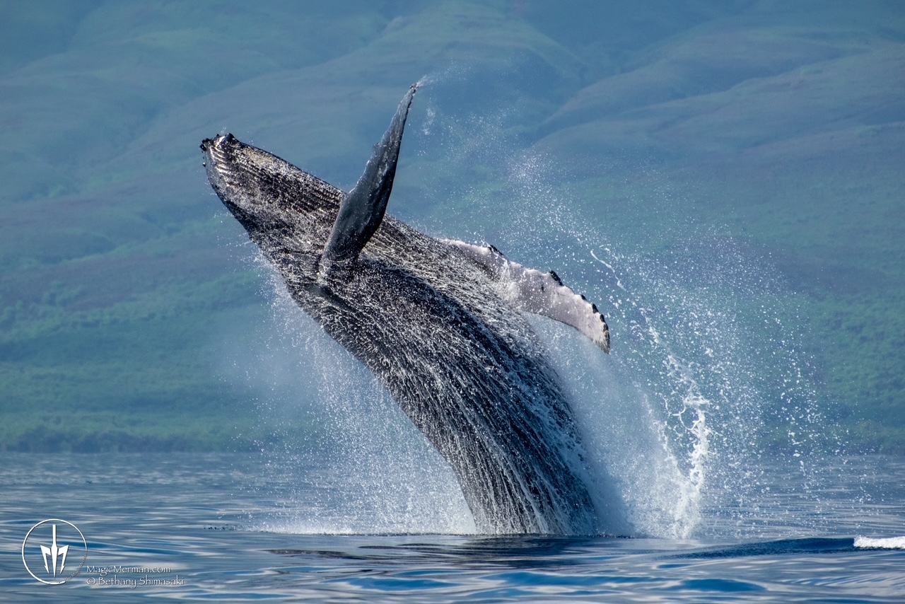 Product Magic Merman Whale Watch