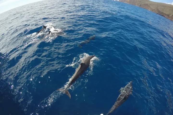 Product Alihilani Lanai Coast Snorkel