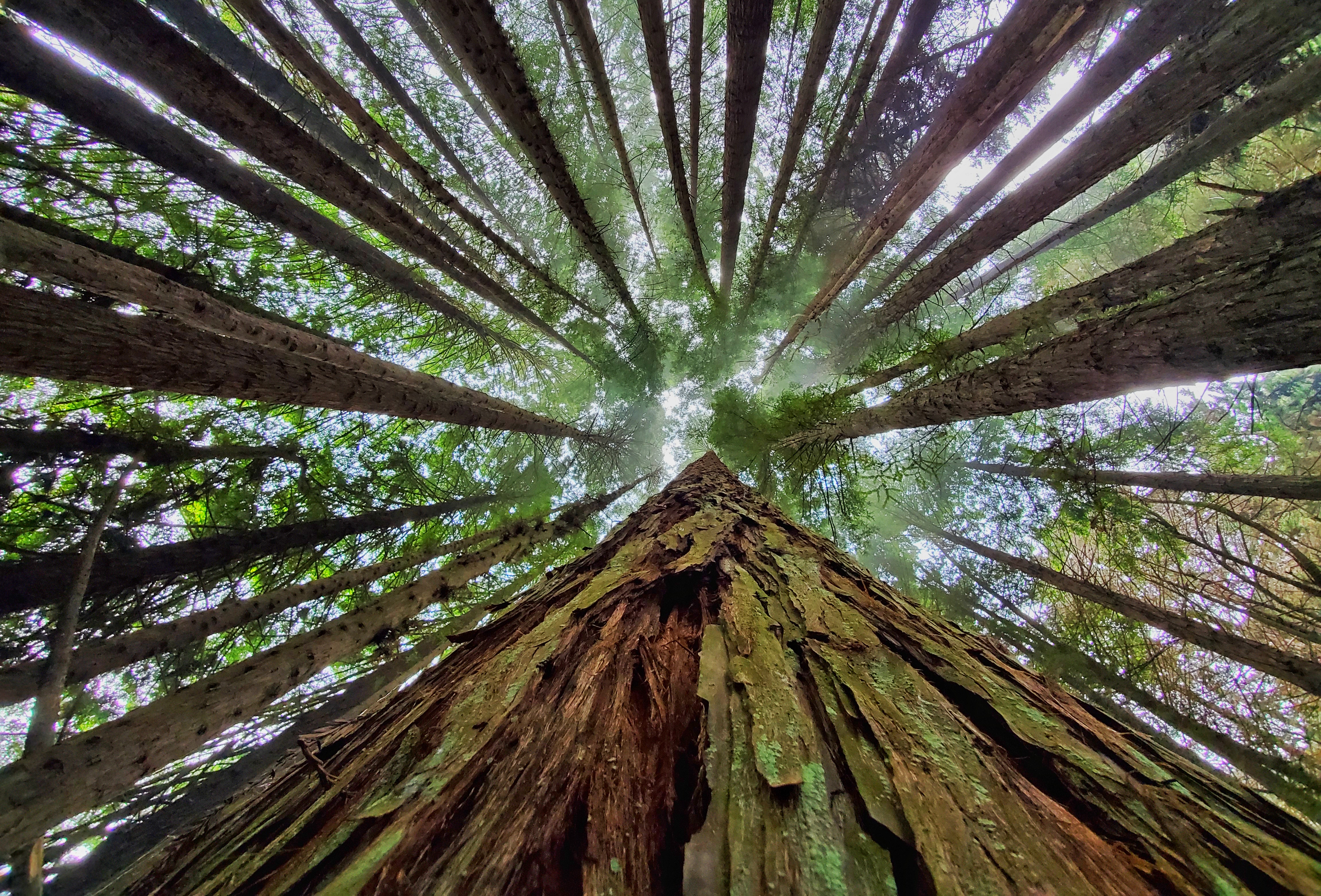 Product Private Redwood Hiking Experience