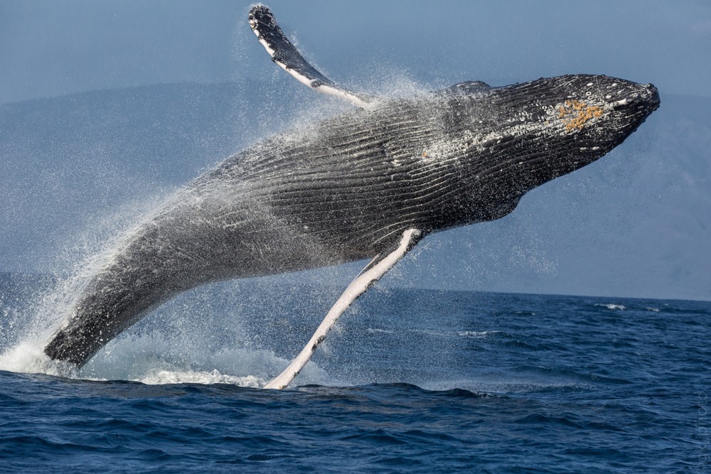 Product Sail With The Whales
